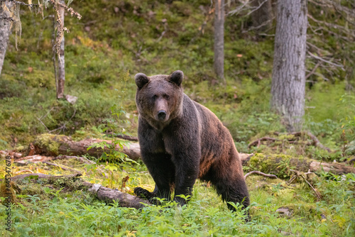 Brown bear on the forest © Stanislav