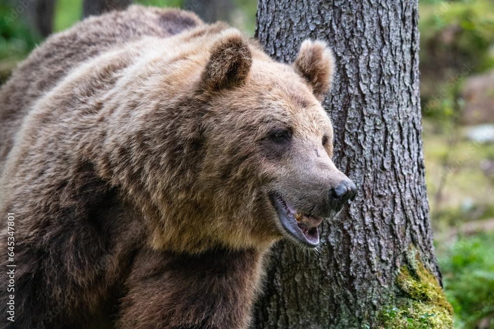 Fototapeta premium Brown bear in the forest
