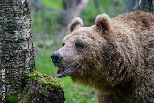 Brown bear in the forest © Stanislav