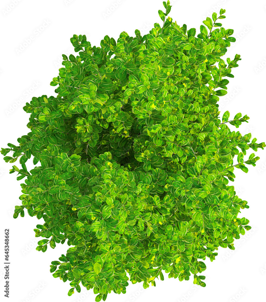 Fototapeta premium Top view of Ilex Tree