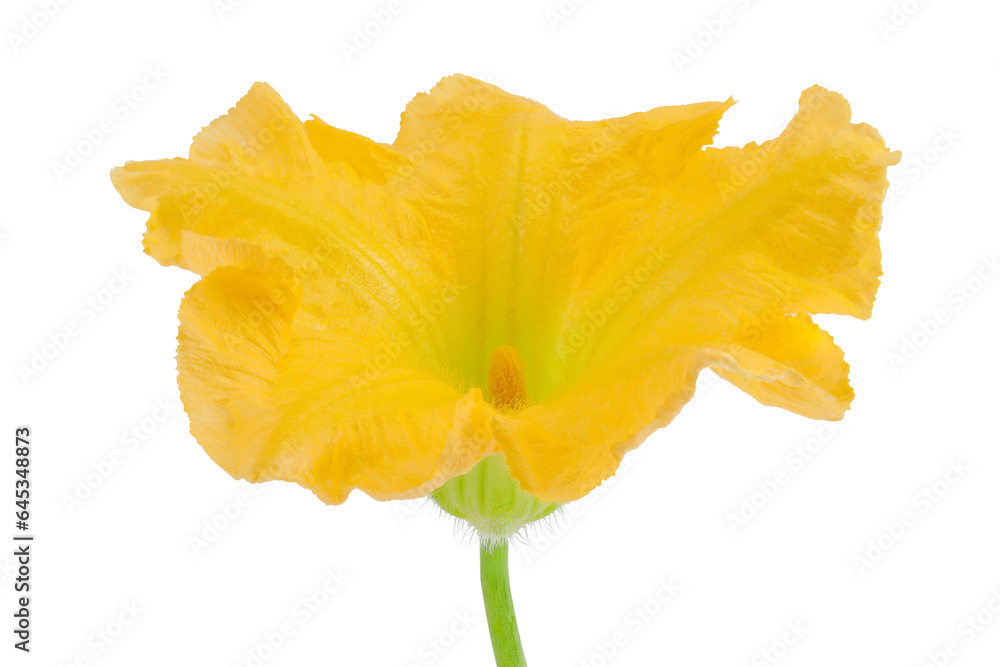 Yellow pumpkin or zucchini flower isolated on a white background. Yellow pumpkin or zucchini flower isolated on a white background.