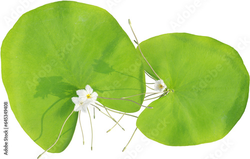 Obraz na plátně Top view of aquatic plant