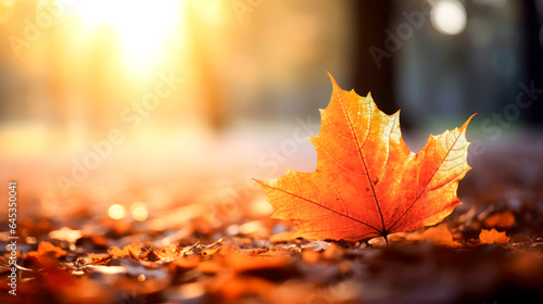 selective focus of an orange maple leaf on the forest floor in autumn - autumn background