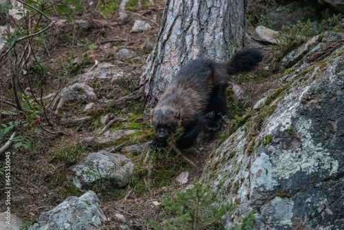 Wolverine in the forest photo