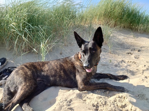 Billede på lærred Hollandse Herdershond in Egmond aan Zee, Netherlands