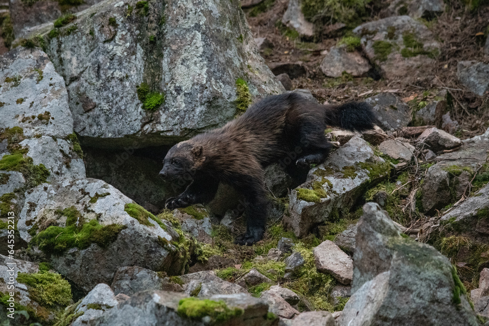 Wolverine in the forest Wolverine in the forest