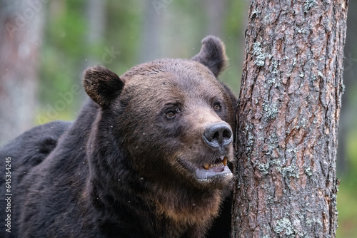 Brown bear in the forest