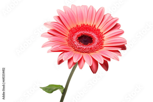 Gerbera Daisy Isolated on Transparent Background. Generative Ai