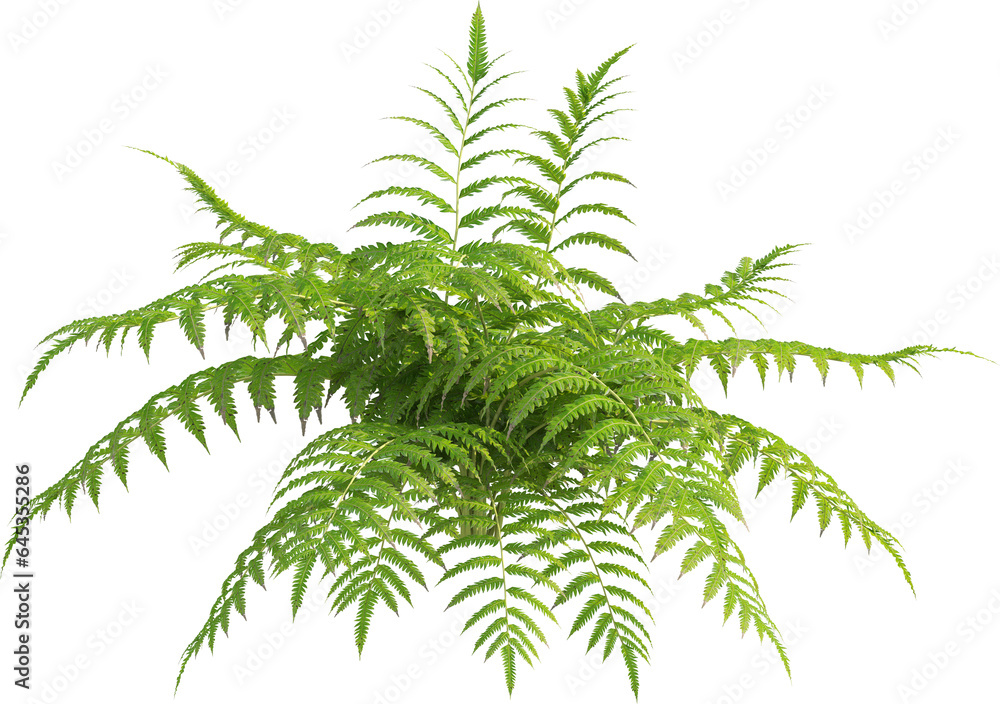 Side view of fern plant