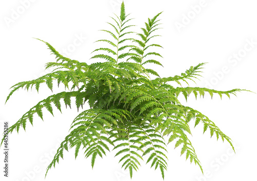 Side view of fern plant © Matheus