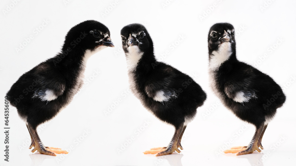 Newborn baby chick on a white background Newborn baby chick on a white background