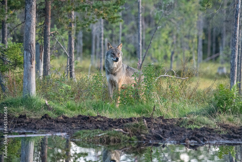 Wolf in the forest