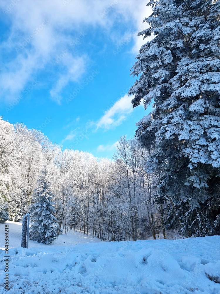 Scenic image of now covered tree. Frosty day, calm wintry scene. Location Medvednica, Croatia Europe. Great picture of wild area. Explore the beauty of Earth. Tourism concept. Scenic image of now covered tree. Frosty day, calm wintry scene. Location Medvednica, Croatia Europe. Great picture of wild area. Explore the beauty of Earth. Tourism concept.