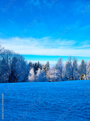 Splendid scenery in winter. Fantastic frosty morning in forest. snow-cowered pine trees under warm sunlight. Fantastic mountain highland. Amazing winter background. Wonderful Christmas Scene