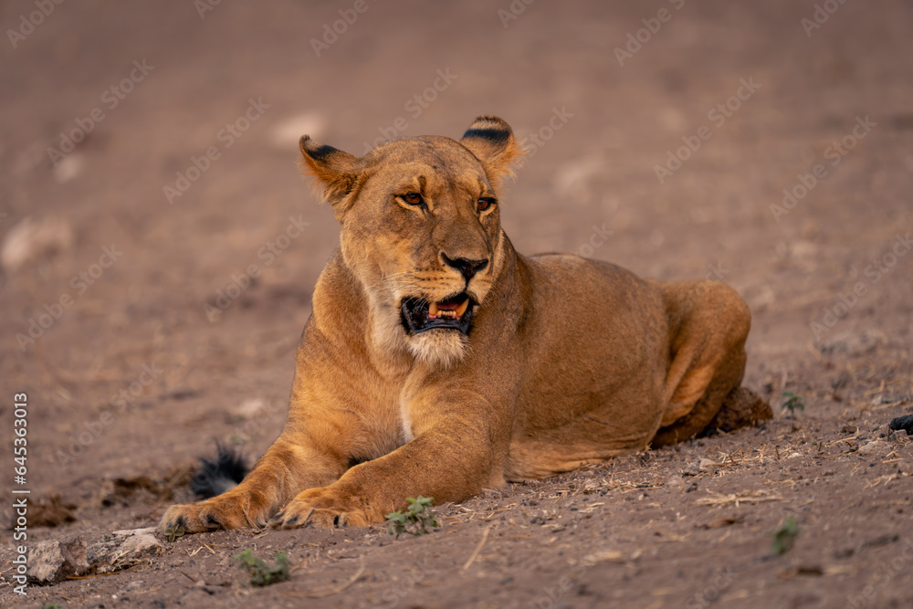 Lioness lies on sandy slope looking right Lioness lies on sandy slope looking right