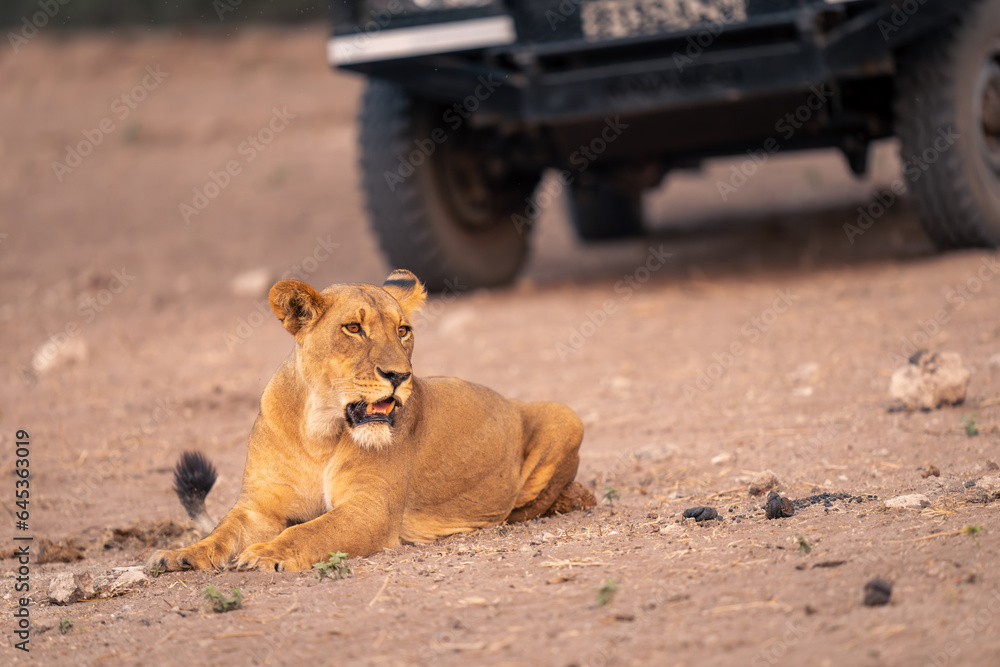 Lioness lies on sandy slope by jeep Lioness lies on sandy slope by jeep