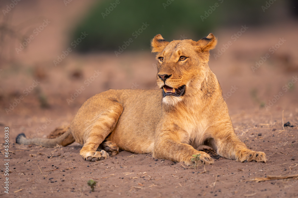 Lioness lies on sandy slope opening mouth Lioness lies on sandy slope opening mouth