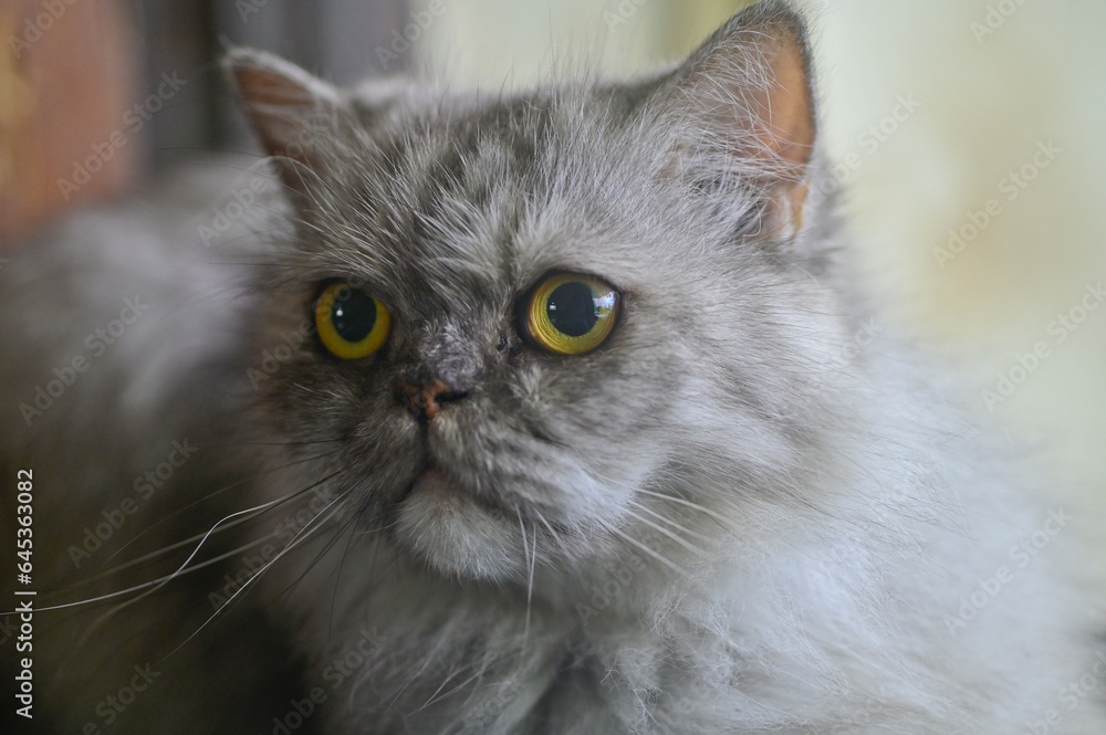 Portrait of Grey colored Persian cat with yellow eyes, India.