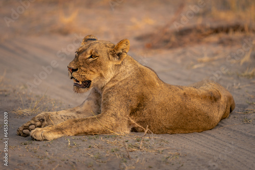 Lioness lies on sandy track opening mouth