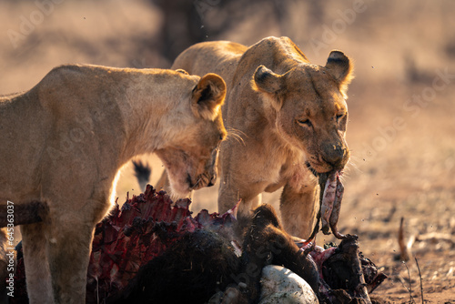 Tableau sur toile Lioness stands eating buffalo guts with another