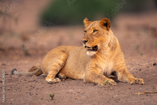 Lioness lies on sandy slope turning head