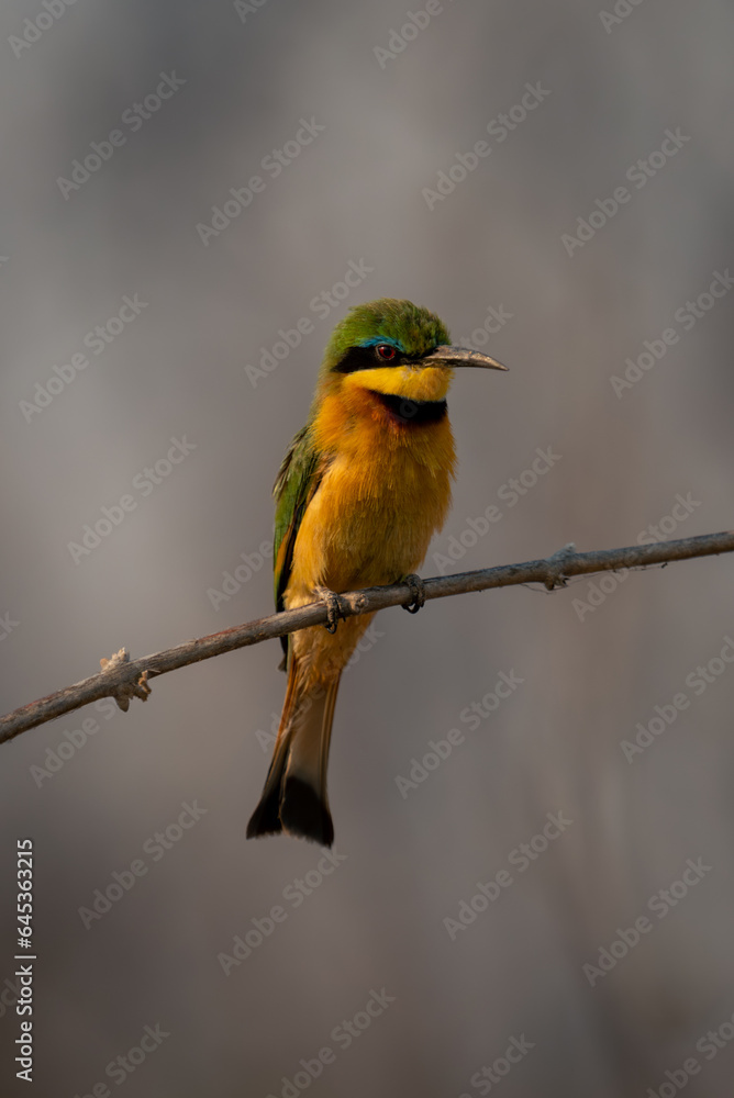 Little bee-eater with catchlight on dead branch Little bee-eater with catchlight on dead branch