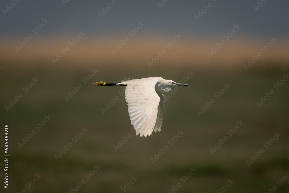 Little egret flies over floodplain dropping wings Little egret flies over floodplain dropping wings