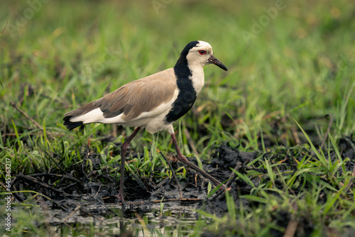 Long-toed lapwing crosses muddy shallows in grass