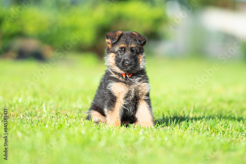 Сute small black and tan German shepherd puppy with floppy ears, outdoor on the green grass with blurred background