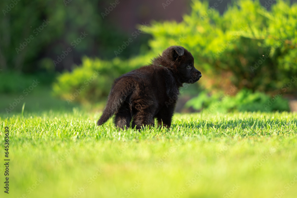 Сute small black German shepherd puppy with floppy ears, outdoor on the green grass with blurred background Сute small black German shepherd puppy with floppy ears, outdoor on the green grass with blurred background