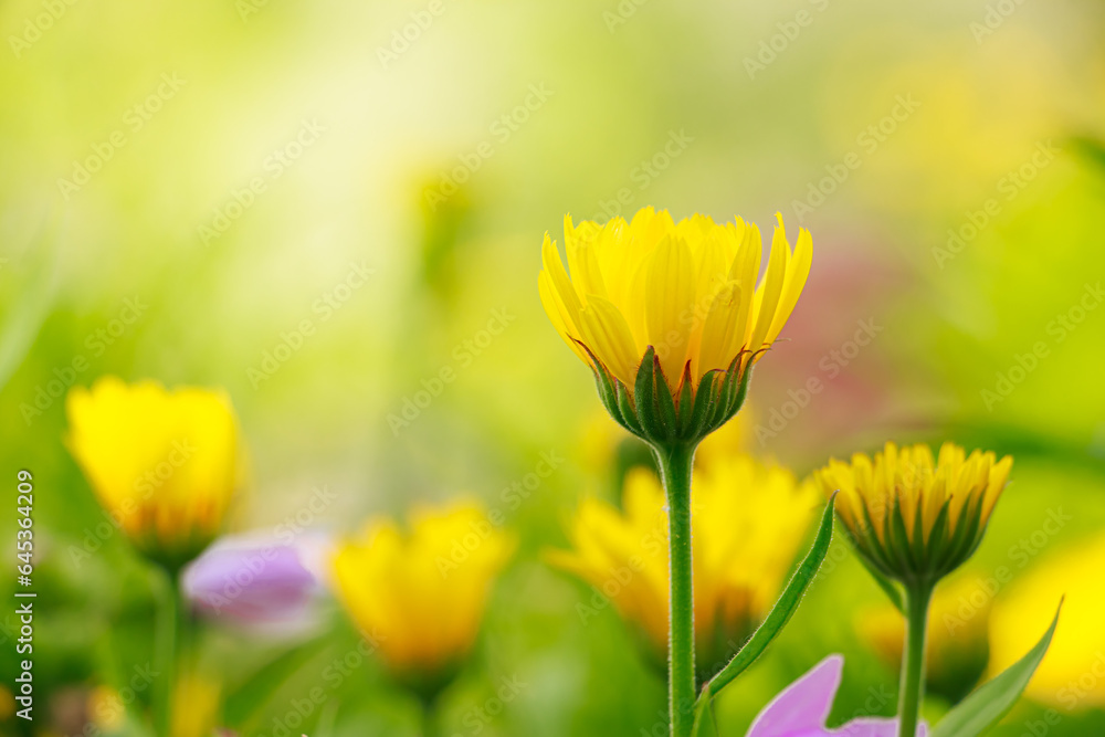 Yellow calendula flower close up. Yellow calendula flower close up.