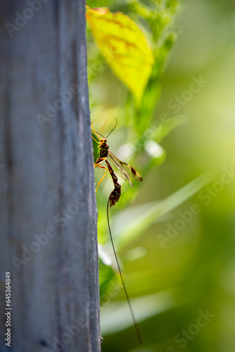 A long-tailed giant ichneumon wasp (megarhyssa macrurus) looking for burrows in which to lay its eggs. photo