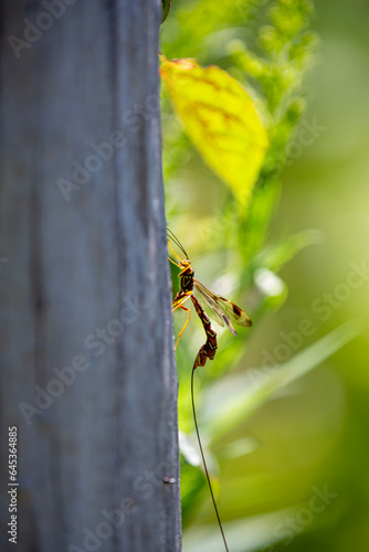 A long-tailed giant ichneumon wasp (megarhyssa macrurus) looking for burrows in which to lay its eggs. photo