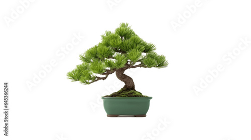 Green Pine Bonsai Isolated on Transparent Background. Generative Ai.