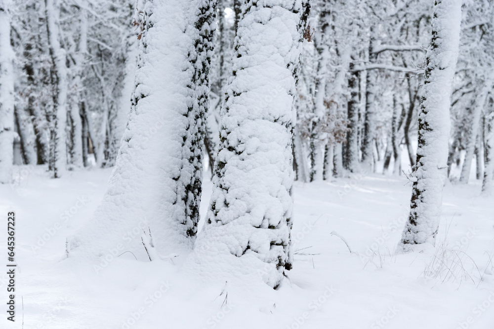 Snowy landscape in an oak forest with the trees covered by snow in winter. Snowy landscape in an oak forest with the trees covered by snow in winter.