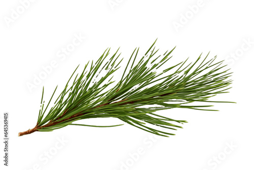 Pine Needle branch Isolated on Transparent Background. Generative Ai.