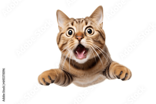 Portrait of a Jumping Surprised Cat Closeup. Cute Cat Expression. Generative Ai. © Artimas 