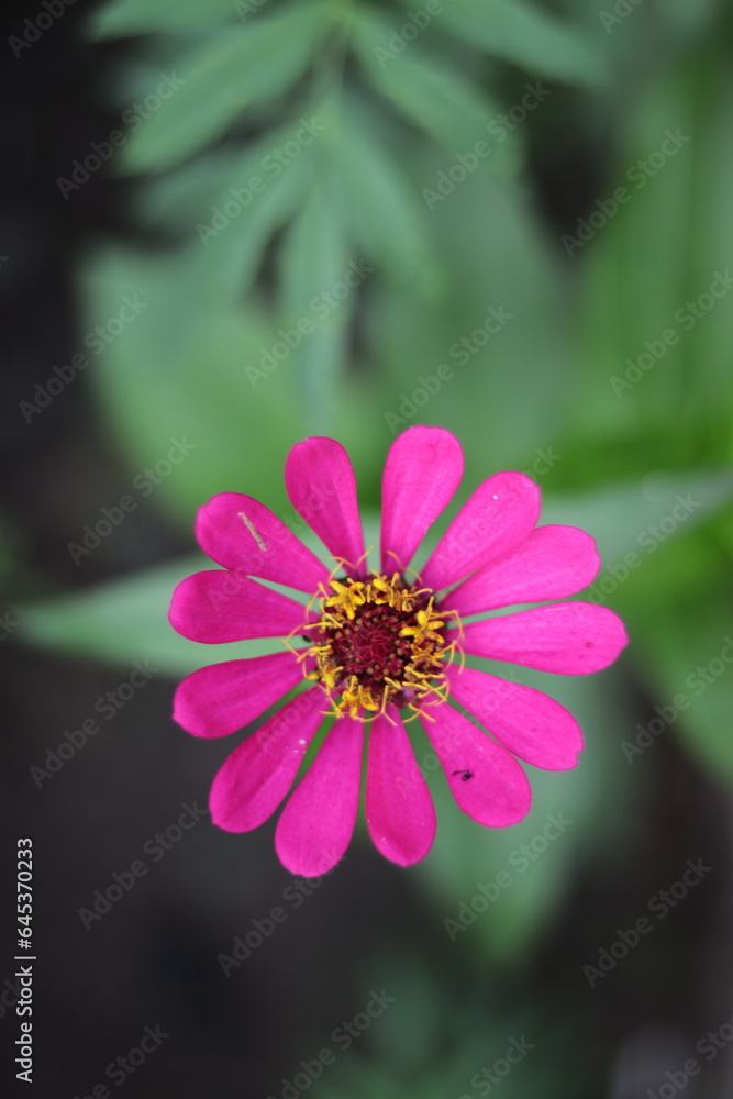 Obraz premium Pink blooming flower