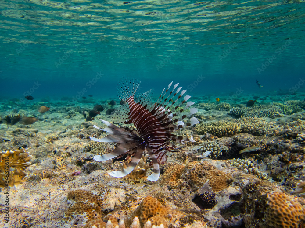 Lionfish in a coral reef in the Red Sea Lionfish in a coral reef in the Red Sea