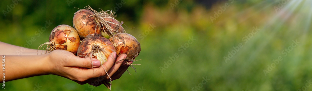 the farmer girl holds an onion in her hands. Selective focus - obrazy, fototapety, plakaty 