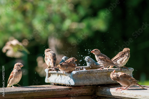 a group of house sparrows in a birdbath at a hot and sunny autumn day
