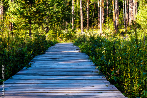 A wooden path in the forest on a summer day.
