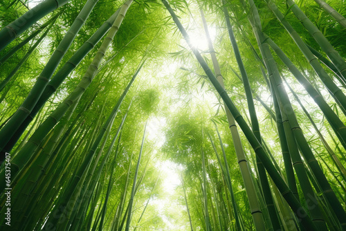 Nature's Symphony: Bamboo Elegance Up Close