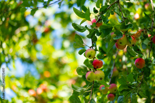 Apples on a tree in the form of a background. Autumn red apples on apple trees