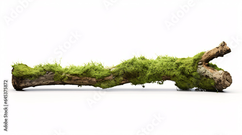 Vibrant green moss on decaying branch against a white backdrop.