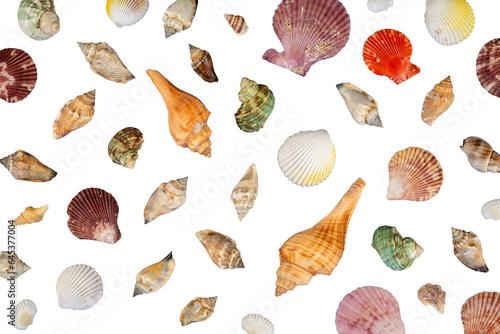 collection of sea shells pattern