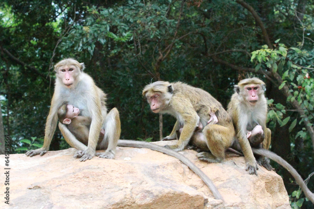 Fototapeta premium mother and baby