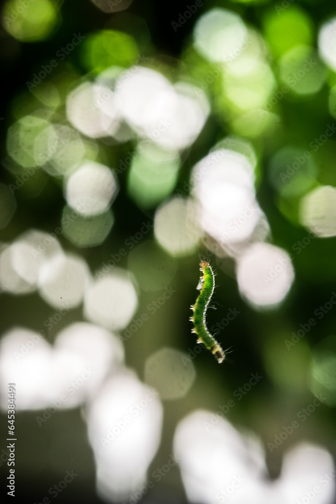 Small green worm hanging in the foreground with backlit out of focus.