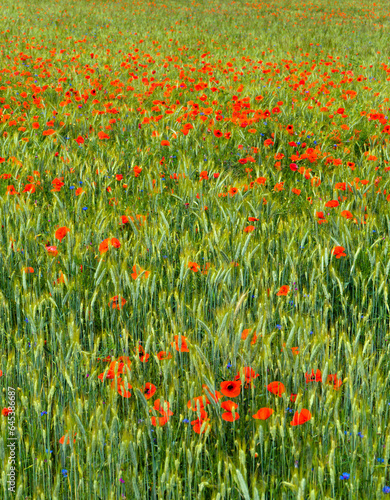 Natural field of cereals, grasses, poppies and cornflowers © Frederic Hodiesne