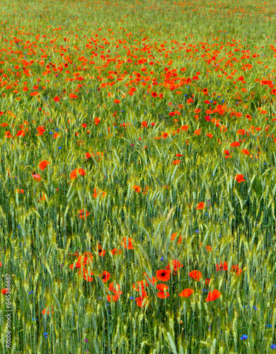 Natural field of cereals, grasses, poppies and cornflowers